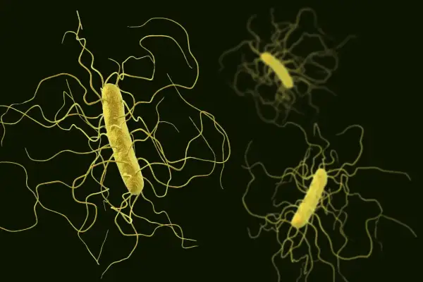 Żółte pałeczki bakterii Clostridium z licznymi, wijącymi się wiciami na ciemnym tle.